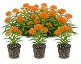 5 Apollo Orange Butterfly Weed Live Plants | Native Milkweed Starter Plugs