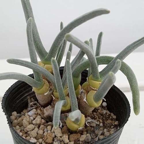 jAFjtH~X 2.5|bg[V肪킢A]