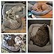 PETLESO Haustierbett Hundebetten Kissen für Katzen Ultraweiche rutschfeste Unterseite Katzenbetten Hundekistenbett Geeignet für Kleine und Mittlere Haustiere (Grau) 56cm x 41cm
