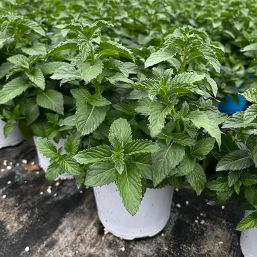 semillas de menta de interior - resistentes afuera interior perenne 400pcs