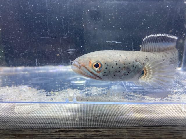 Amazon | (熱帯魚)(スネークヘッド)チャンナ・ビプリ 1匹(生体 Amazon | (熱帯魚)(スネークヘッド)チャンナ・ビプリ 1匹(生体