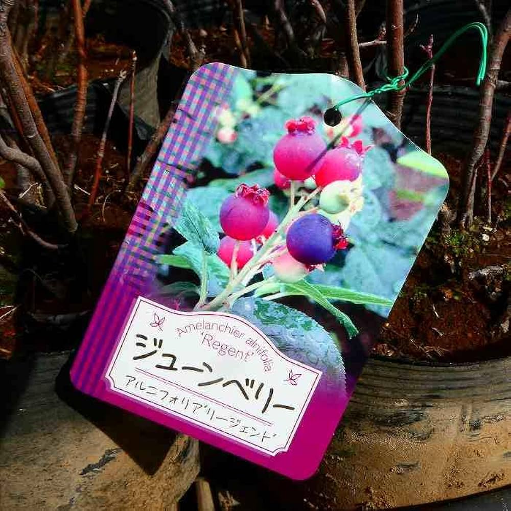 Amazon.co.jp: ジューンベリー 苗木 超矮性 リージェント 6号