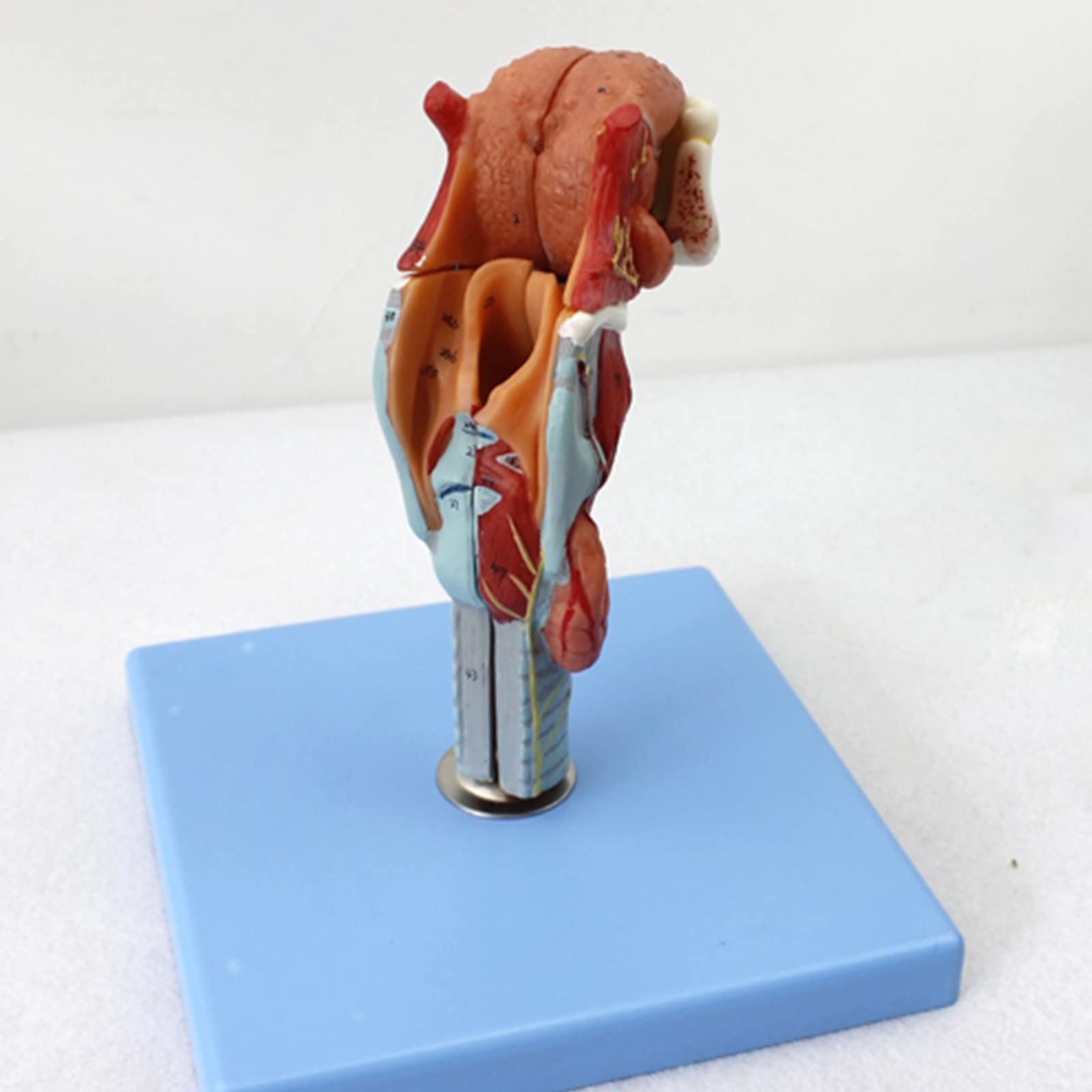 Modele dydaktyczne z zakresu biologii, Model anatomiczny gardła z językiem, 5 części, 55 wskaźników cyfrowych do celów edukacyjnych
