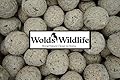 Wolds Wildlife, Premium Wild Bird Suet Fat Balls, High in Energy 50 x 80g tub