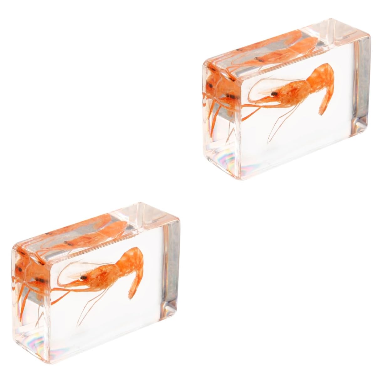 BUGUUYO 2pcs Resin Collection Resin Shrimp Specimen Decor Resin Shrimp Specimen Resin Crafts Resin