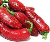 Portal Guindilla Fresca Jalapeño Rojo Chili Pimiento picante 20 semi Piccolo orgánico vegetale asiático