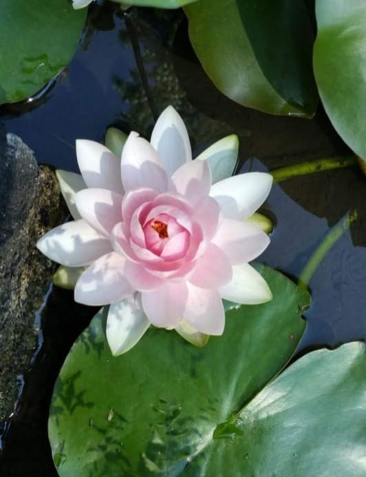 "PLANTORIUM" - Classic Pink and White Hardy Water Lily Tuber | Premium Live Aquatic Plant for Ponds-image-9