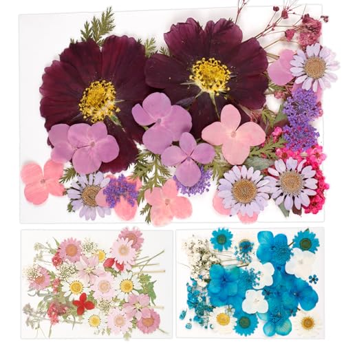 104 Flores Secas Presionadas Set Multiuso Manualidades miniatura 1