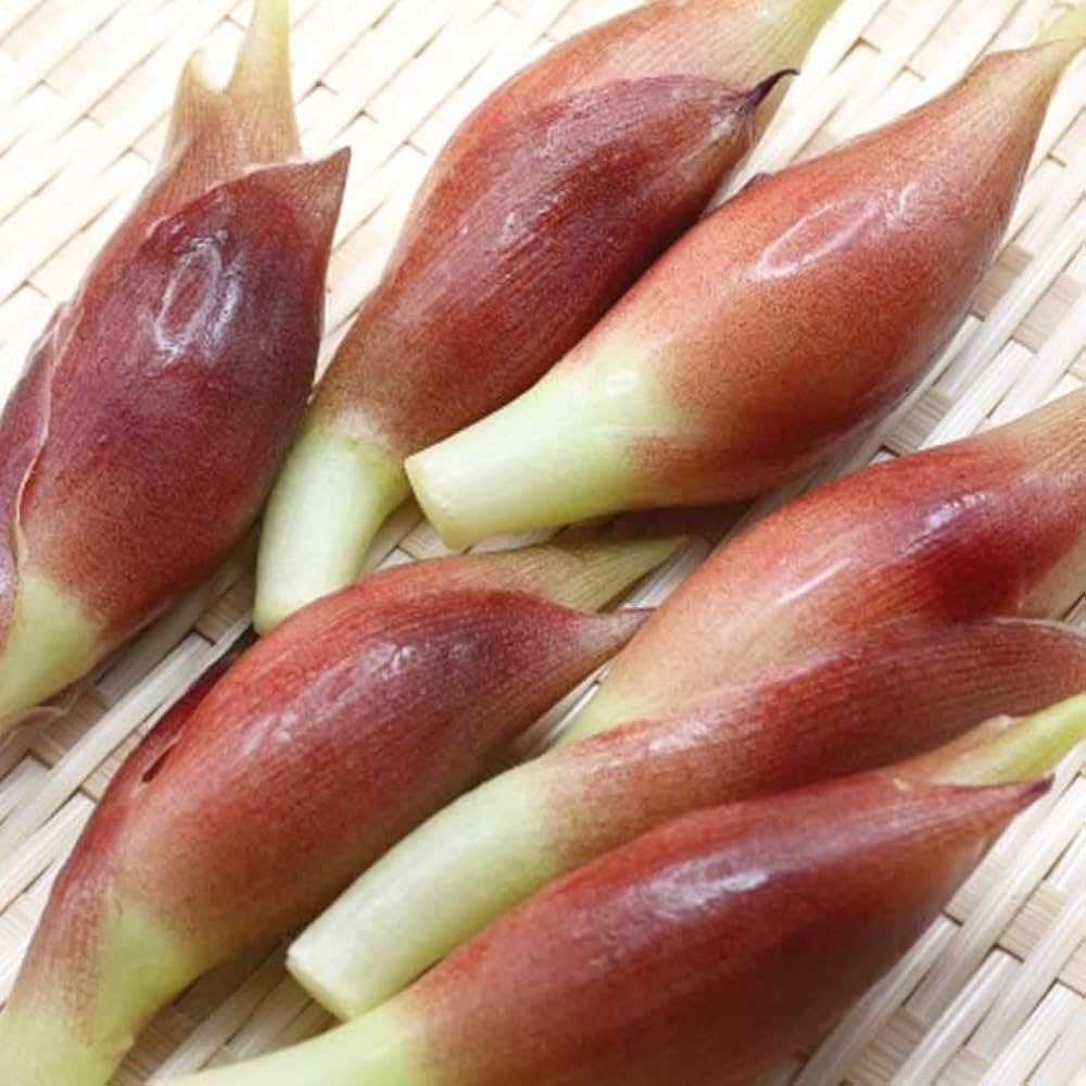 ミョウガ苗　2株　専用 ミョウガ3号ポット2株セット の通販 | 園芸ネット