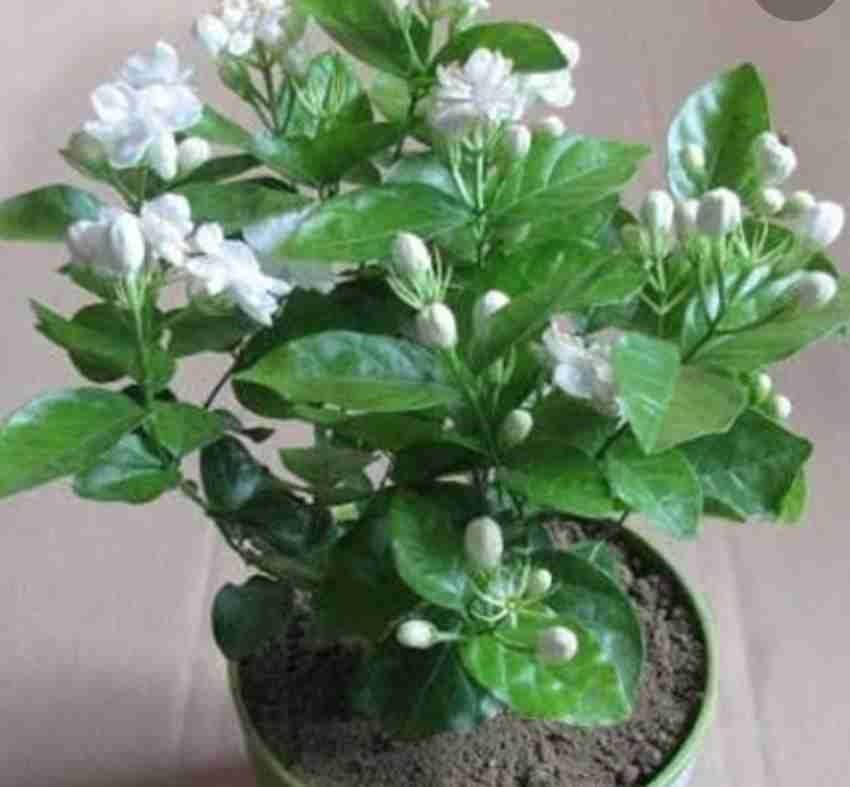 FasanGreen Jasmine Flower Indoor & Outdoor & Outdoor & Indoor Plant with Plastic Bag (Pack of 1)(FG_1074) (B0BV6W7PVK) Amazon Price History, Amazon Price Tracker