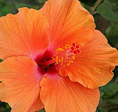 Arlo Live Dwarf Orange Hibiscus Plant 1 Live Flower Plant : Amazon.in