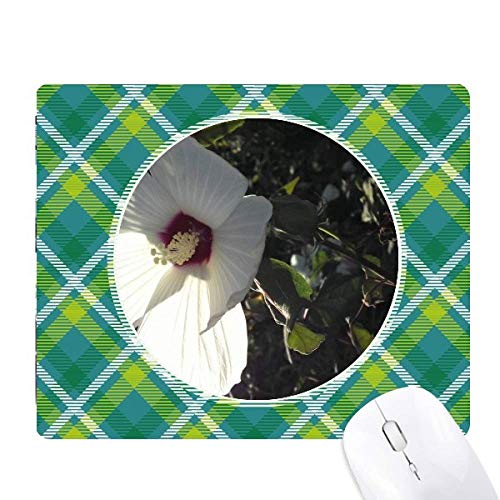 zCgfCW[ʐ^ ΂̊iq̃sNZS̃}EXpbh