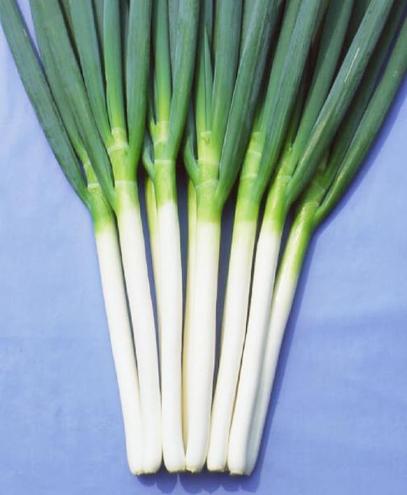 Spring Onion Plants - Grow Your Own from Our Premium Quality Plants (12)
