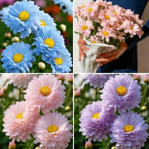 Mixrug Shasta Daisy Flower Seeds for Planting 5000pcs Perennial Shasta Daisy Flower Seeds Non-GMO Heirloom Rare Fragrant Plants Beauty Home Garden for Outdoors