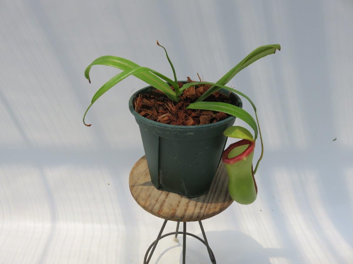 Nepenthes ventricosa polis pass ポリスパス Amazon.co.jp: N.ventricosa Polis Pass AOK-IHR 4号現品限り