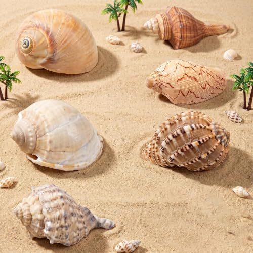 Image of 6PCS Hermit Crab Shells Medium to Large, Natural Sea Conch 2.5 inch-3.5 inch, Opening Size 1.5 inch - 2.7 inch | Growth Turbo Shells Hermit Crab Small Medium Large, Saltwater Hermit Crab Accessories