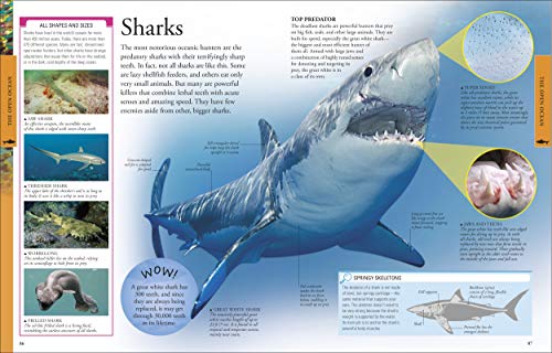 Dk 22862285 Ocean: A Visual Encyclopedia thumb #10