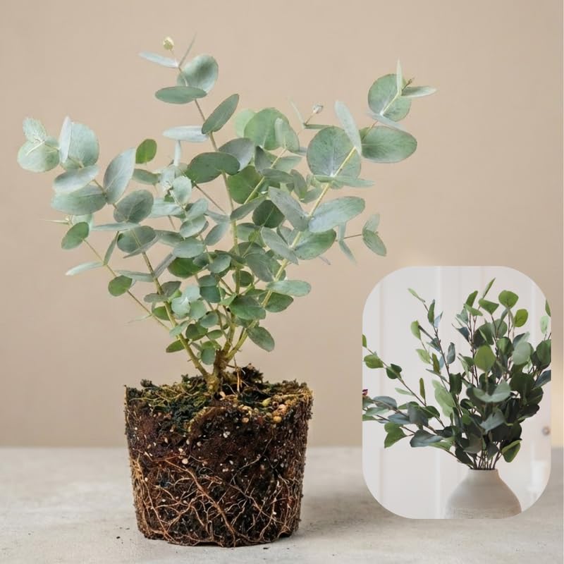 Silver Dollar Eucalyptus Plant Live, 4 Inch Tall Bare...