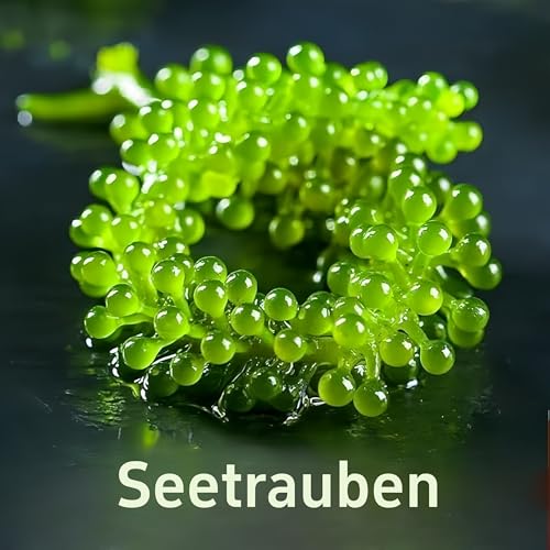 Sea Grapes (100 g x 3 Packungen) Grüner Kaviar Algen – Veganer Sushi Zutat, Knuspriger Algensnack für Salate & Hotpot – Mit Dip-Sauce –getrockneter Seetang, Umibudo, grüner Kaviar