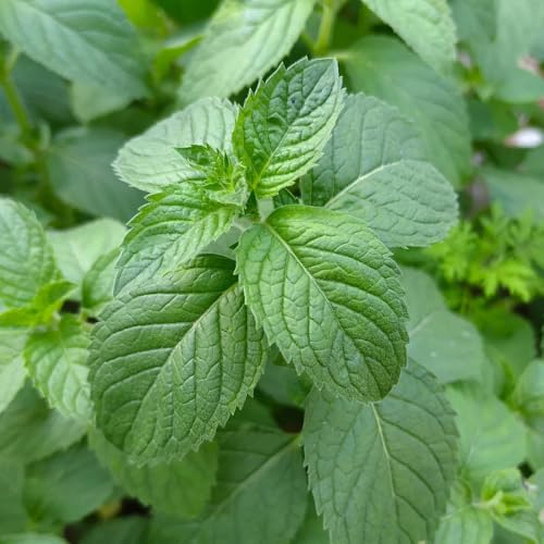 Pfefferminze, Spearmint, kräutersamen grünpflanzen winterharte für garten steingartenpflanzen winterhart gartenkräuter 800Samen