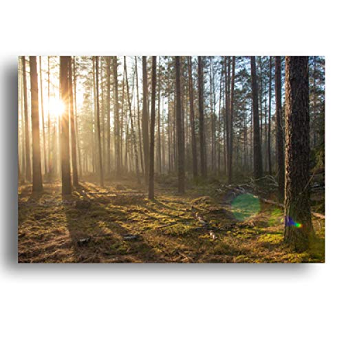 Art mural toile forêt à l'aube brumeuse pour décoration salon 50x70 cm
