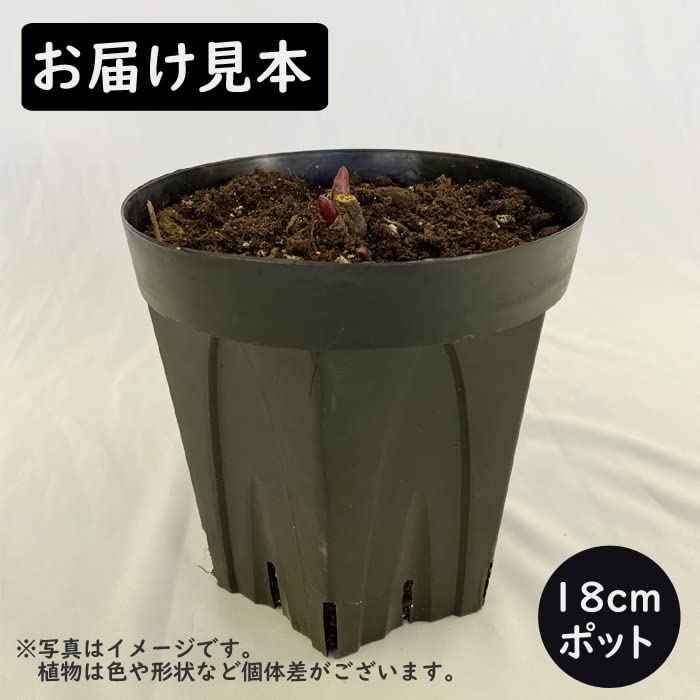 Amazon.co.jp: 花 苗 芍薬 18cmポット 桃花種 花苗 大株