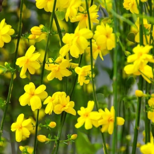 Carbeth Plants 1 x Winter Jasmine Plant in 9cm Pot - Jasminum Nudiflorum - Hardy Climbing Shrub with Yellow Winter Flowers - Garden Ready Climber