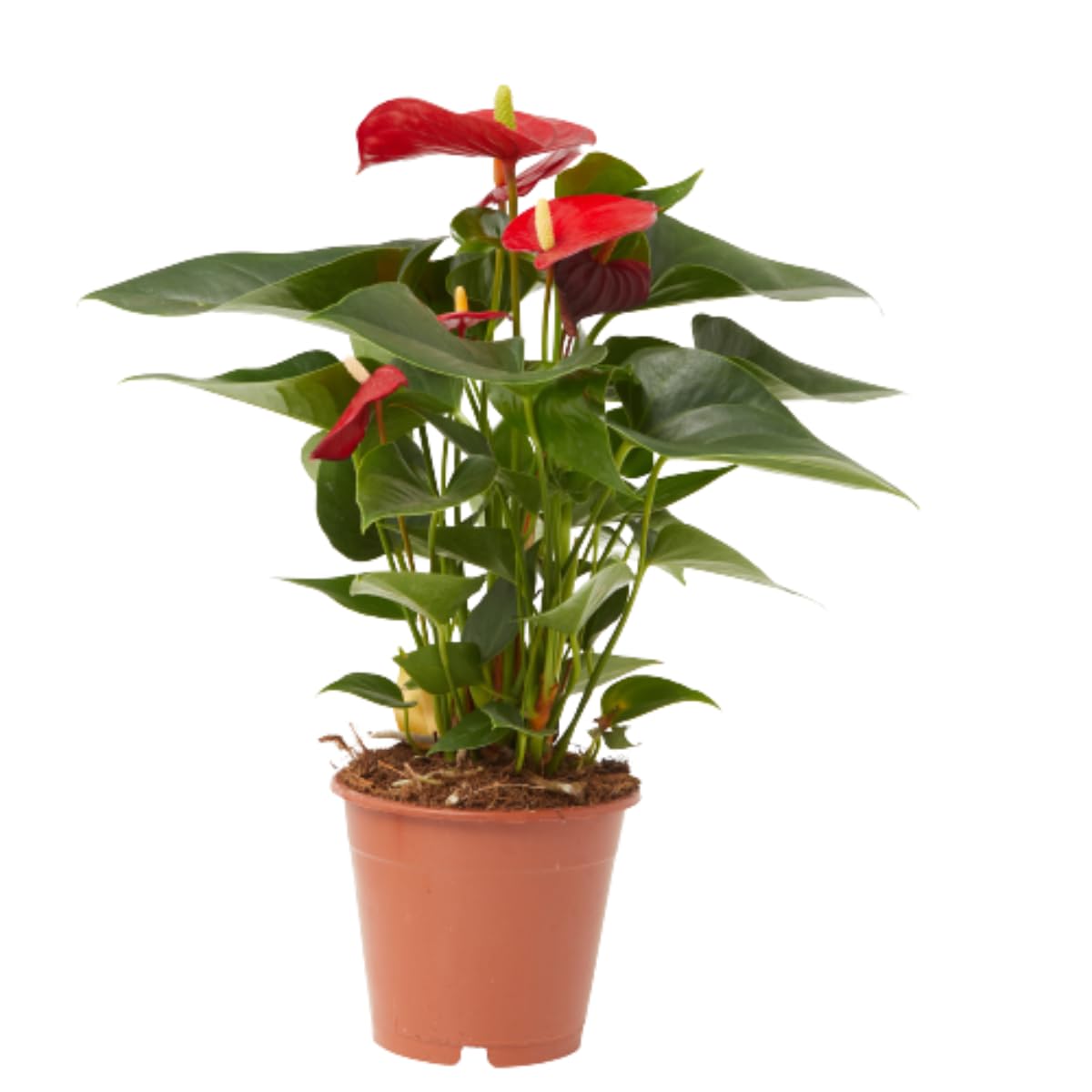 Verdecora Anthurium Colores | Anturio | Planta natural de interior con flor en maceta de 5L | 1 unidad Color aleatorio | Planta tropical exótica purificadora del aire