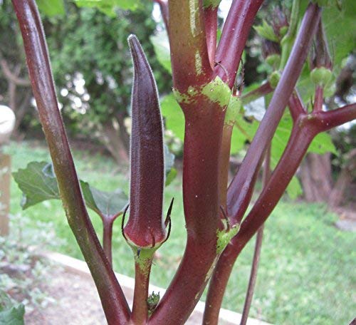 Golden Hills Farm hybrid Okra Red F1 Hybrid Vegetable LADIES FINGER 50+ seeds (B095M6YMC3) Amazon Price History, Amazon Price Tracker
