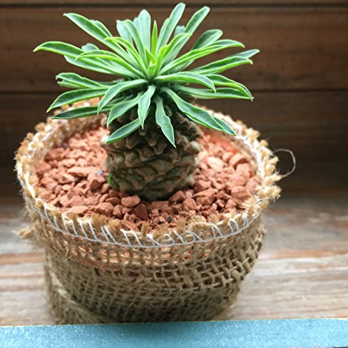 Amazon｜ソテツキリン パイナップルコーン 蘇鉄麒麟 多肉植物
