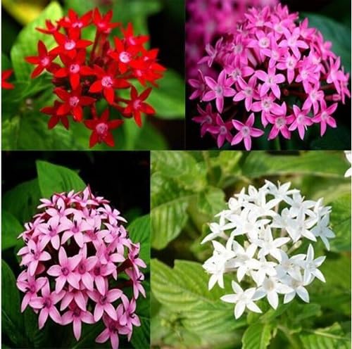 100pcs Mixed Pentas Lanceolata Flower Seeds