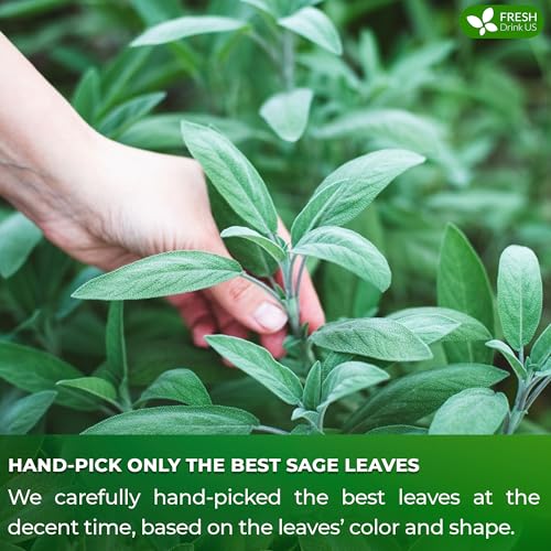 Image of FreshDrinkUS, Premium 15 Sage Leaf Tea Bags, 100% Natural & Pure from Sage Leaves. Loose Leaf Herbal Tea. Made with Natural Material Tea Bags. No Sugar, No Caffeine, No Gluten, Vegan.