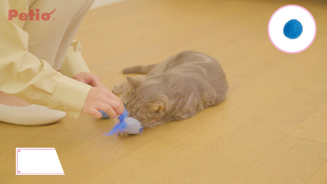 Amazon.co.jp: ペティオ (Petio) 猫用おもちゃ 大好きブルーの