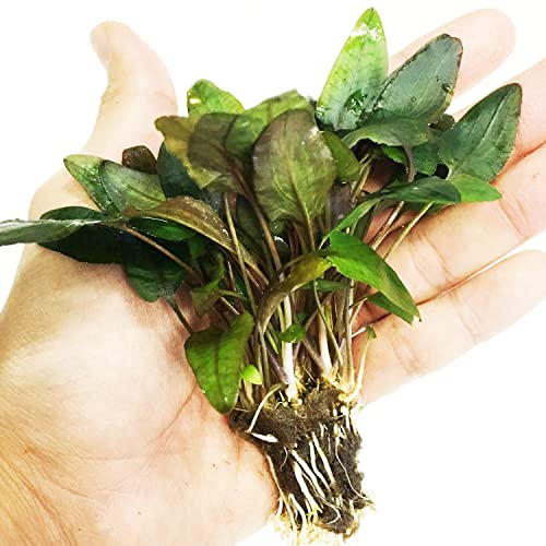 Cryptocoryne Tropica Potted