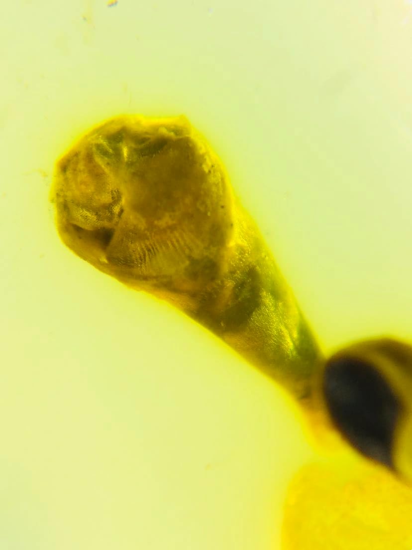 Burmese burmite Cretaceous Beautiful Plants Insect Fossil Amber Myanmar