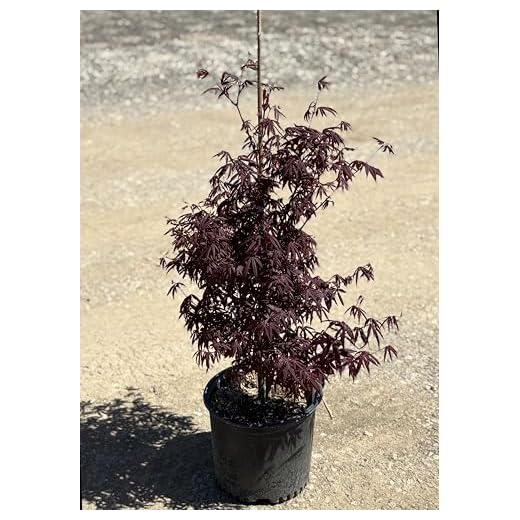 Red Leaf Japanese Maple Tree | Acer palmatum 'Atropurpureum' | 3 Gallon | Live Outdoor Plant | Stunning Red-Purple Foliage | Zone 5-8 Hardy | Shade Tolerant Ornamental