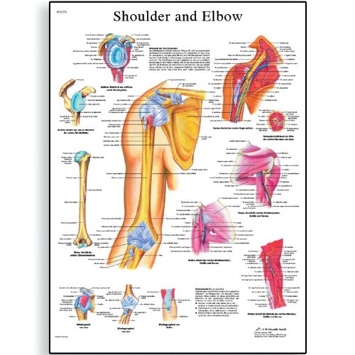 Image of 3B Scientific VR2170UU Glossy Paper Epaule Et Coude Anatomical Chart (Shoulder and Elbow Anatomical Chart, French), Poster Size 20 inch Width x 26 inch Height