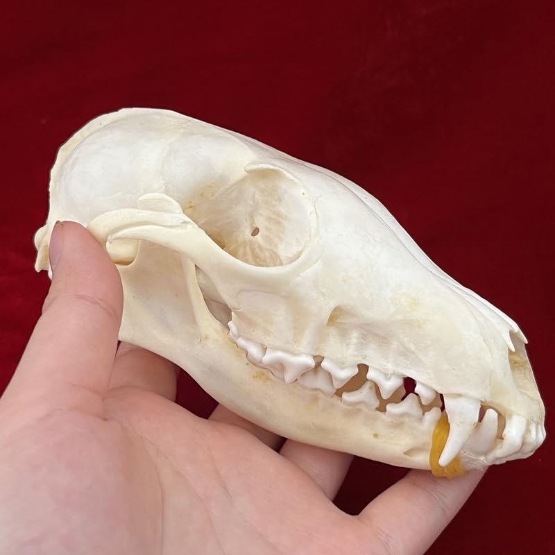 Taxidermy Real Animals Skulls - Model Animals Bones Specimen, Unique Collectible for Biology Science Education and Taxidermy Collection 1PCS (Fox Skull) — image 1