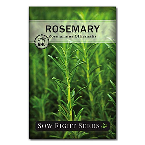 Sow Right Seeds - Rosemary Seed for Planting - Non-GMO Heirloom Packet with Instructions to Plant and Grow a Kitchen Herb Garden - Indoors or Outdoor - Tasty Culinary Herb Super Fragrant (1)