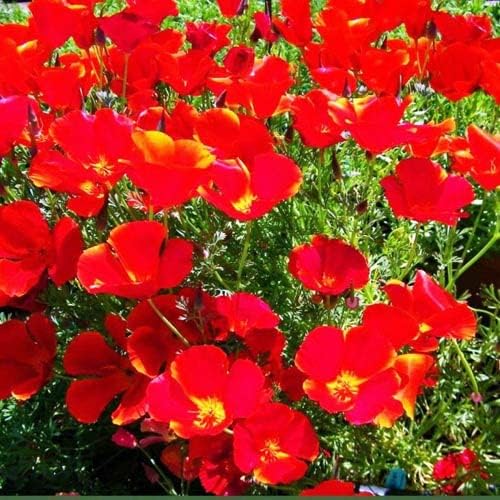 poppy✴︎ KK ENTERPRISE Poppy Red Flower Seeds for Gardening | Red Flower