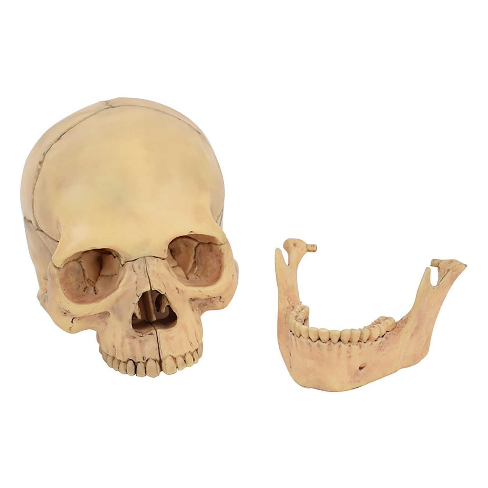 Human Adult Skull Anatomical Model 8.7