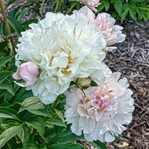 Amazon.com : Votaniki Madame Jules Dessert Peony - Perennial
