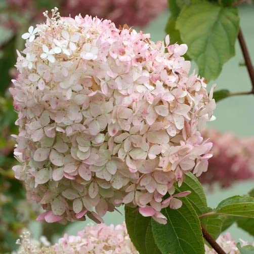 Vivai le Georgiche - Pianta vera di Hydrangea paniculata "Phantom" Ortensia paniculata 'Phantom' - vaso Ø 17 cm