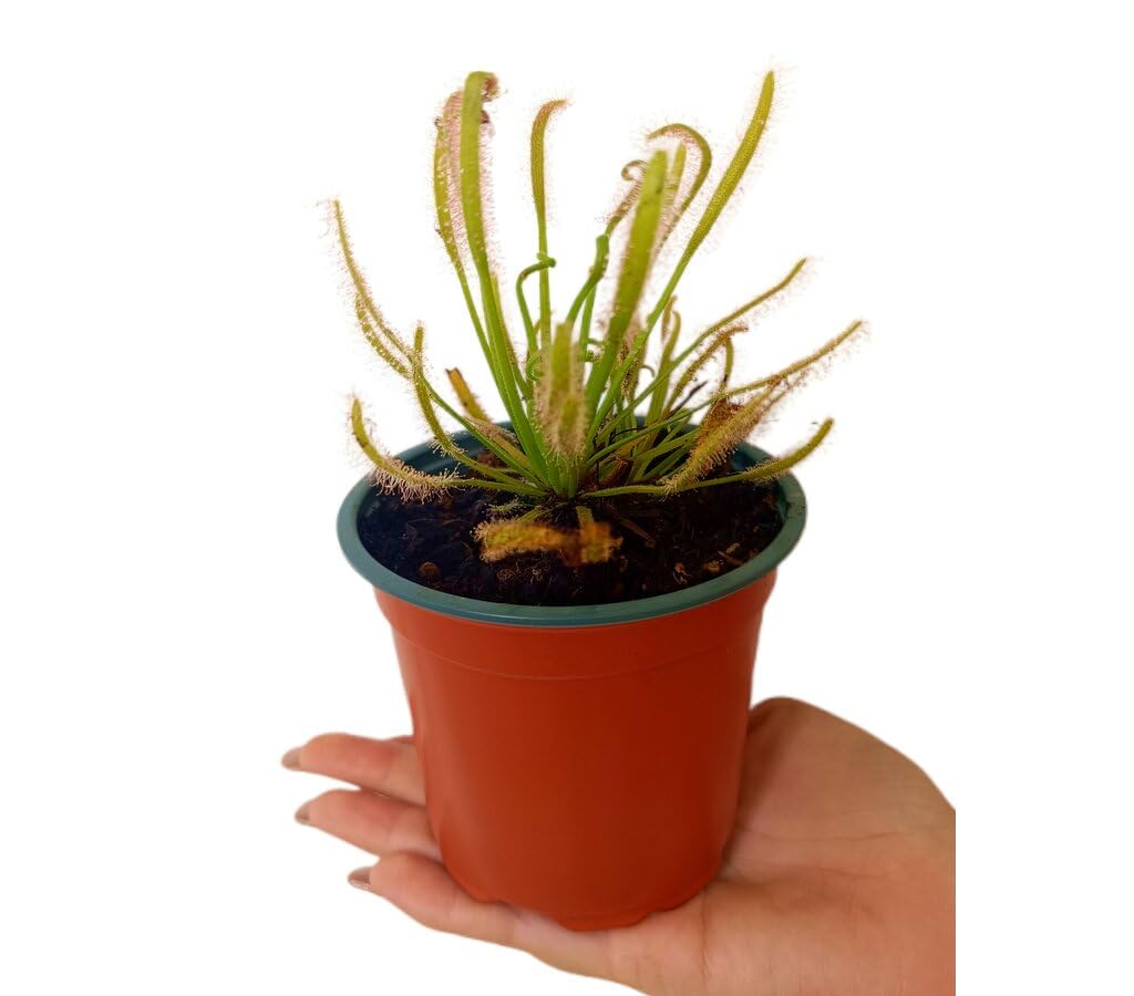 Garden Center Shop | Drosera capensis alba M12 | Planta Carnívora ‘Rocío del Sol’ | Fácil de Cultivar en Interior | INCLUYE GUIA DE CUIDADOS