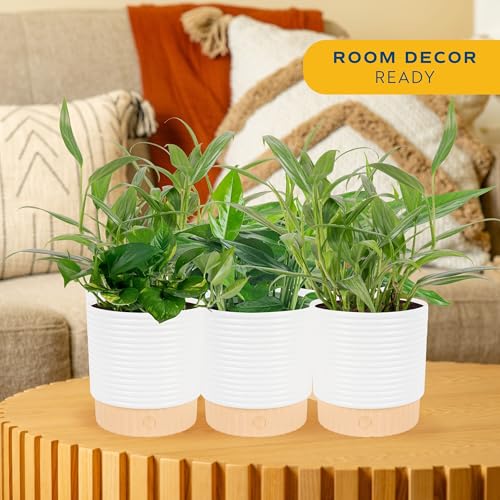 Image of Costa Farms Pothos Live Plants (6-Pack), Devil's Ivy Assorted Varieties in Decorative Plant Pots, Easy Care Air Purifying Indoor Houseplants, Home or Office Decor, Housewarming Gift Set