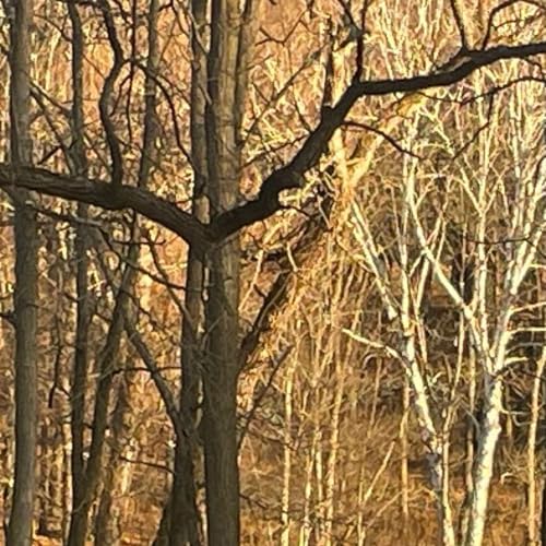 Couverture de Into the Woods with Leila Conners