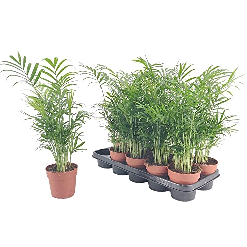 PALMERA NATURAL CHAMAEDOREA ELEGANS 20CM M9 PLANTA PARA INTERIOR