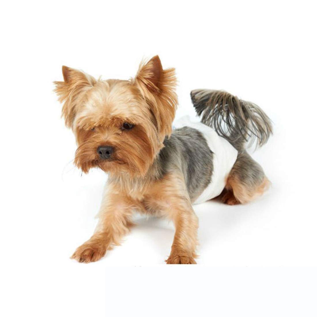 Pañales para Mascotas Desechables Desechables Perros para Perros10 Hoja Desodorización Absorbente de Agua Toallas Sanitarias para Perros