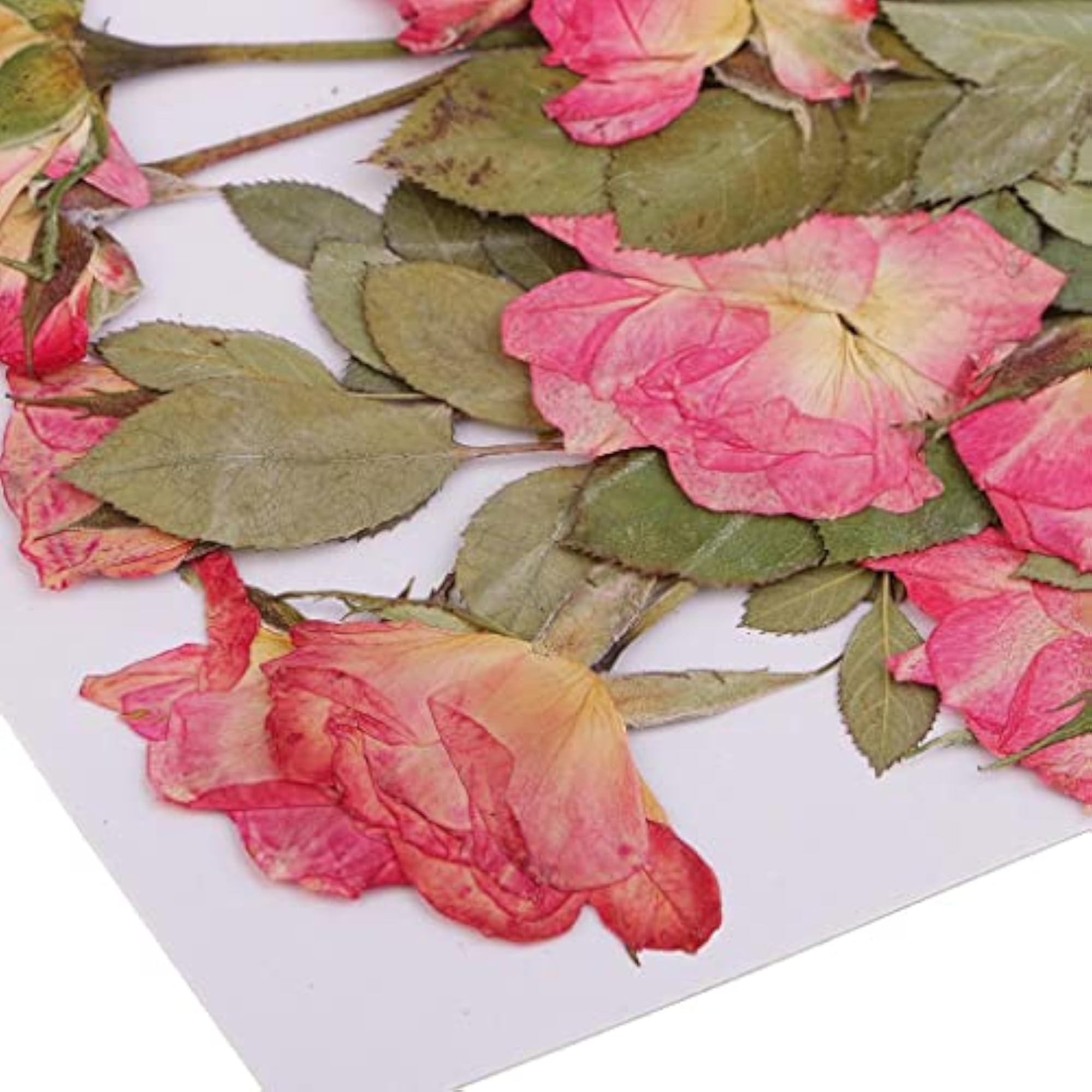 Pressed Dried Flowers Rose with Leaves for Crafting