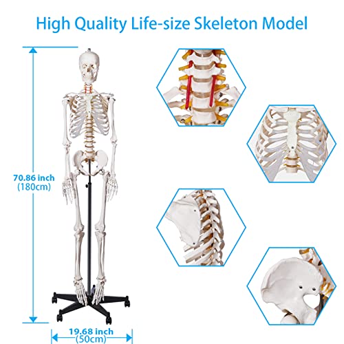 Image of breesky 70.8 Inches Flexible Human Skeleton Model for Anatomy - Life Size Medical Human Skeleton Model with Nervous System with Rolling Stand for Medical Study and Display 3 Posters